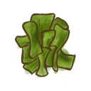 Kelp
