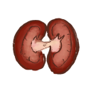 Kidney