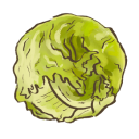 Lettuce