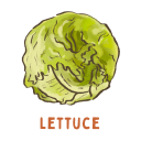 Lettuce