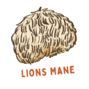 Lions mane mushroom