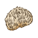 Lions mane mushroom