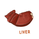 Liver