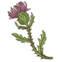 Milk thistle