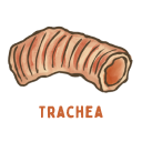Trachea