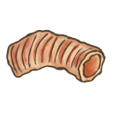 Trachea