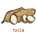 Yucca