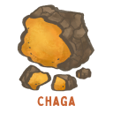 Chaga mushroom