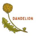 Dandelion
