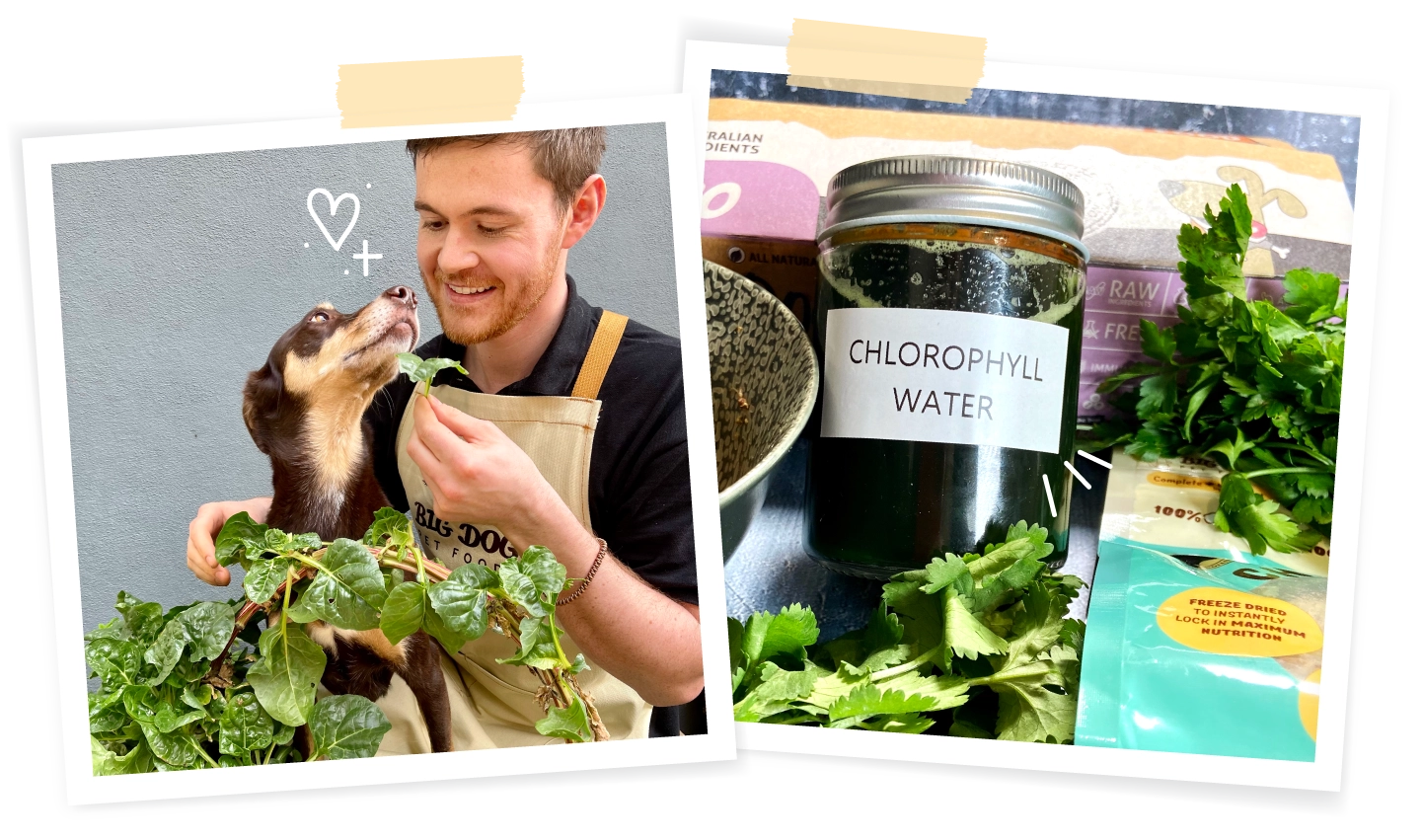 Two polaroid images of a smiling man with his kelpie dog and a bunch of spinach. The second polaroid is a jar with chlorophyll water.