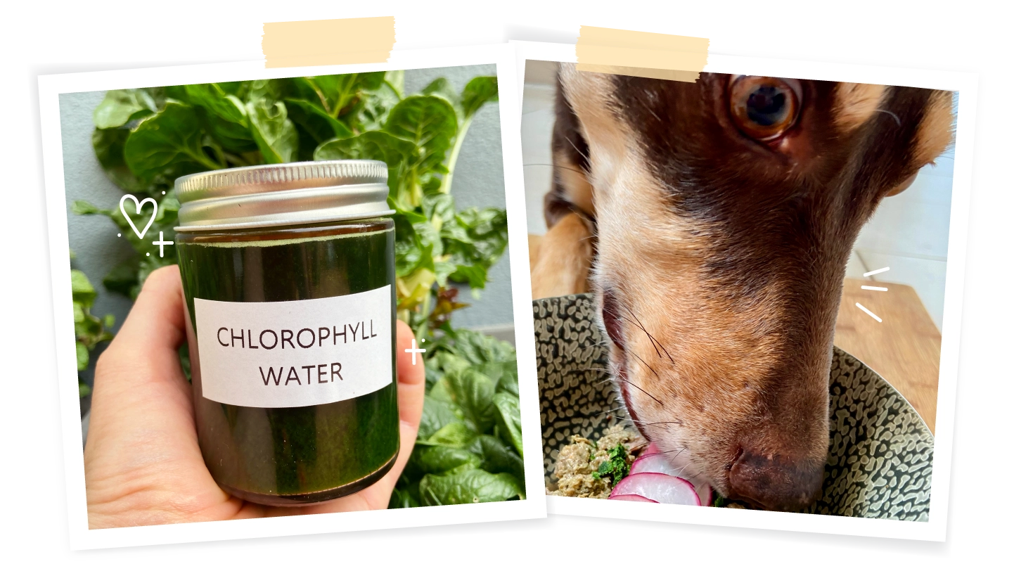 Two polaroid images of a jar with chlorophyll water. The second polaroid is a dog eating his food with chlorophyll water on top.