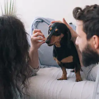 dachshund on couch with pet parents getting a treat