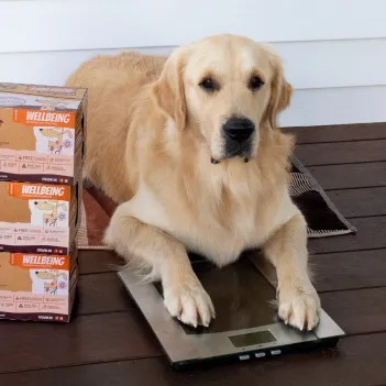 golden breed dog laying on scales with stack of Big Dog Wellbeing boxes