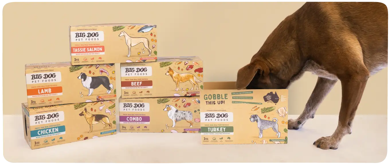A dog has its head in a box of Big Dog pet Food with other boxes of Big Dog Pet Food in the background.