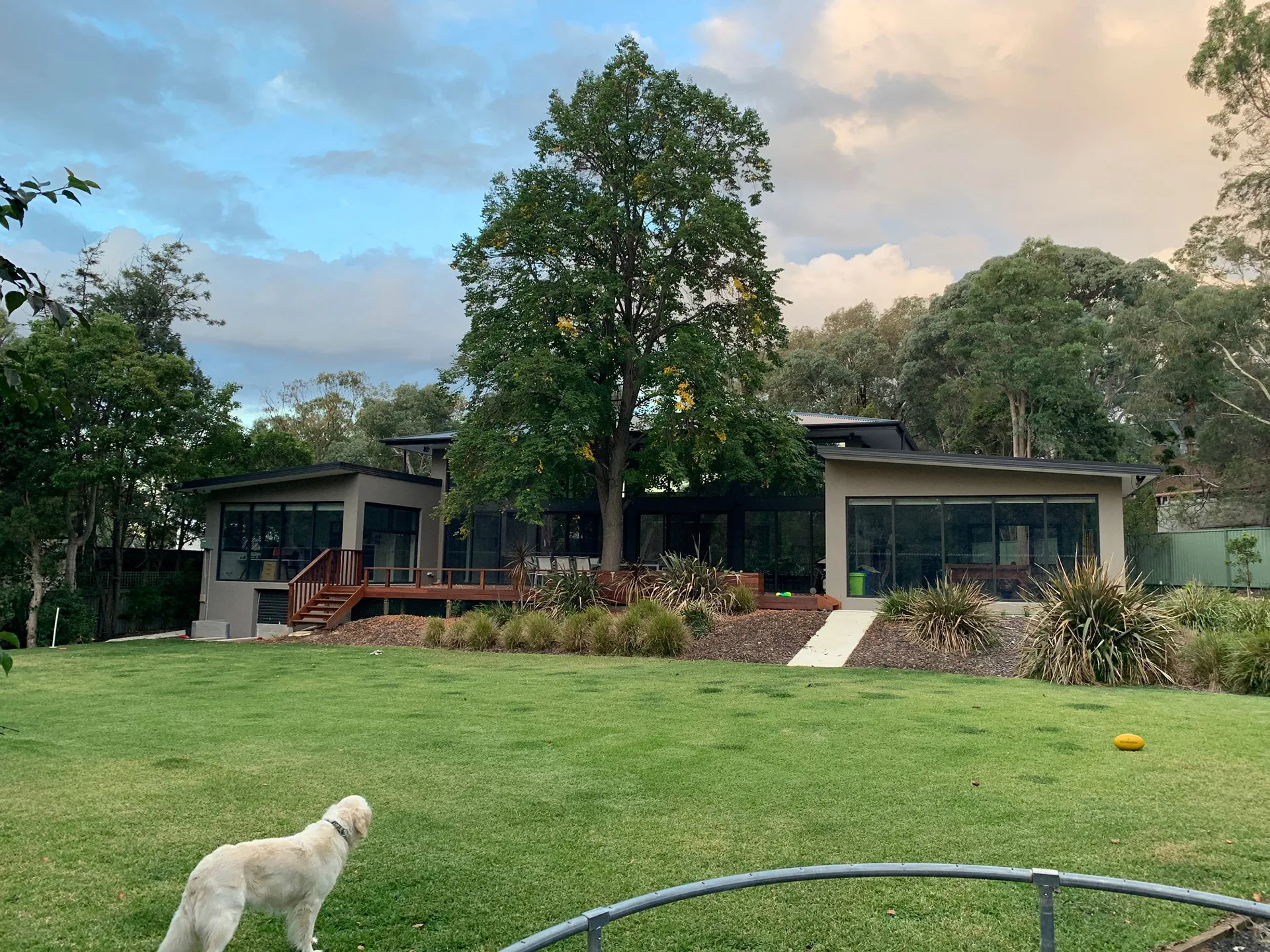 Modern house with large windows, a central tree, and a dog on a spacious green lawn.