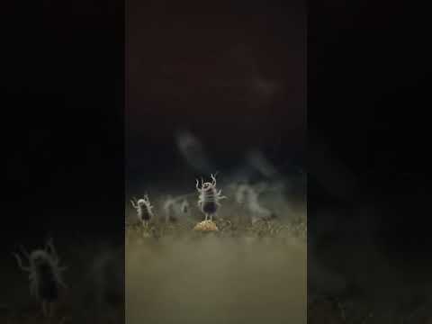 Keeping Our Ears to the Ground