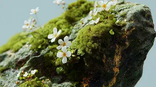 A dense cluster of green moss or small plants with tiny white or light-colored buds, captured in soft focus.