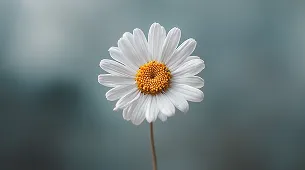 A white daisy flower with a golden center, photographed against a soft blurred green background.