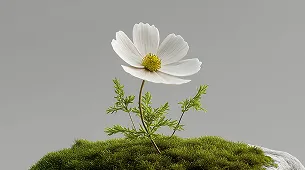 A white cosmos flower blooming on a bed of green moss, with soft natural lighting.