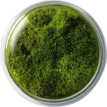  A 404 error page design with a dark moody forest background, featuring large white "404" typography with the zero replaced by a glass dome containing a small green moss garden. Birds fly subtly in the background, with navigation links and a "Bring Me Back" button centered on the page.