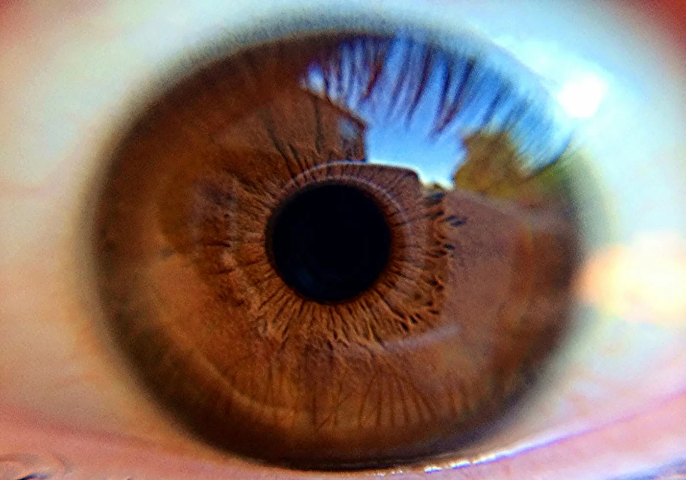 Close-up of a brown human eye showing detailed iris texture and a reflection of trees and sky.