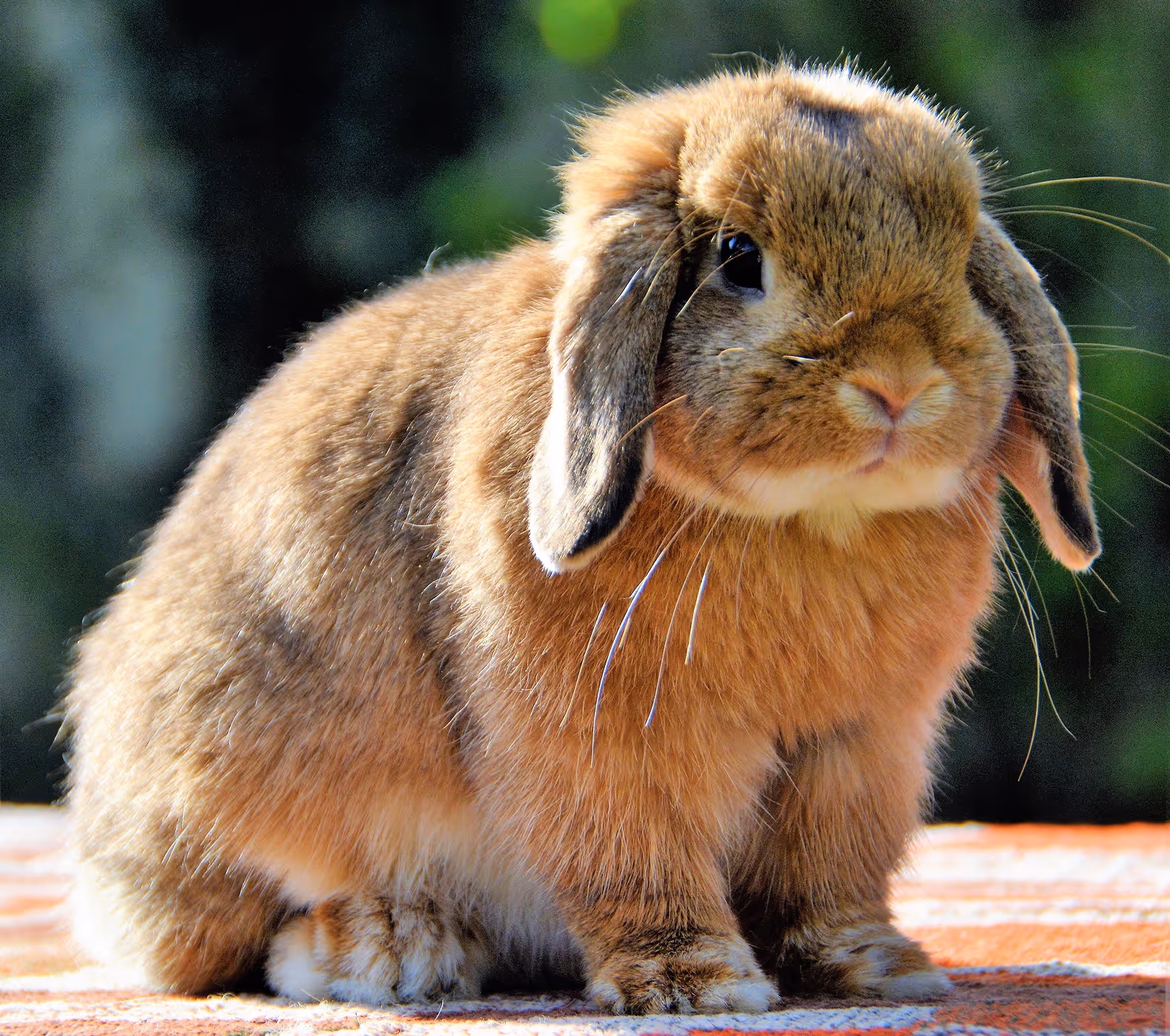 Snowy Small Pet, Big Heart