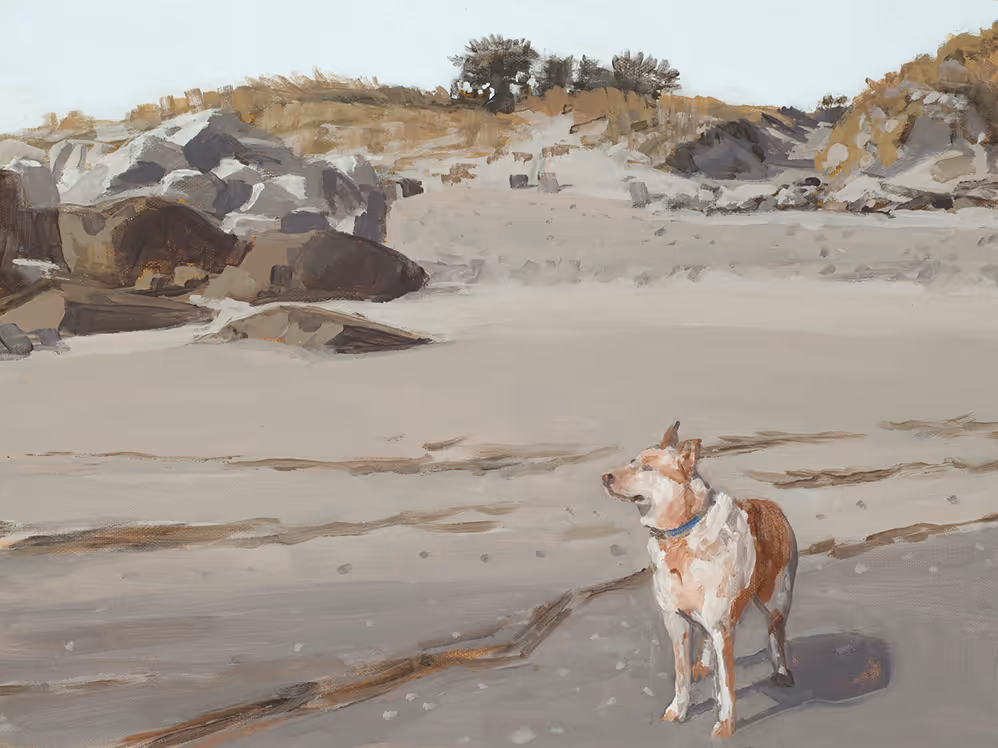 Brown and white dog with a blue collar standing on a sandy beach with rocks and shrubs in the background.