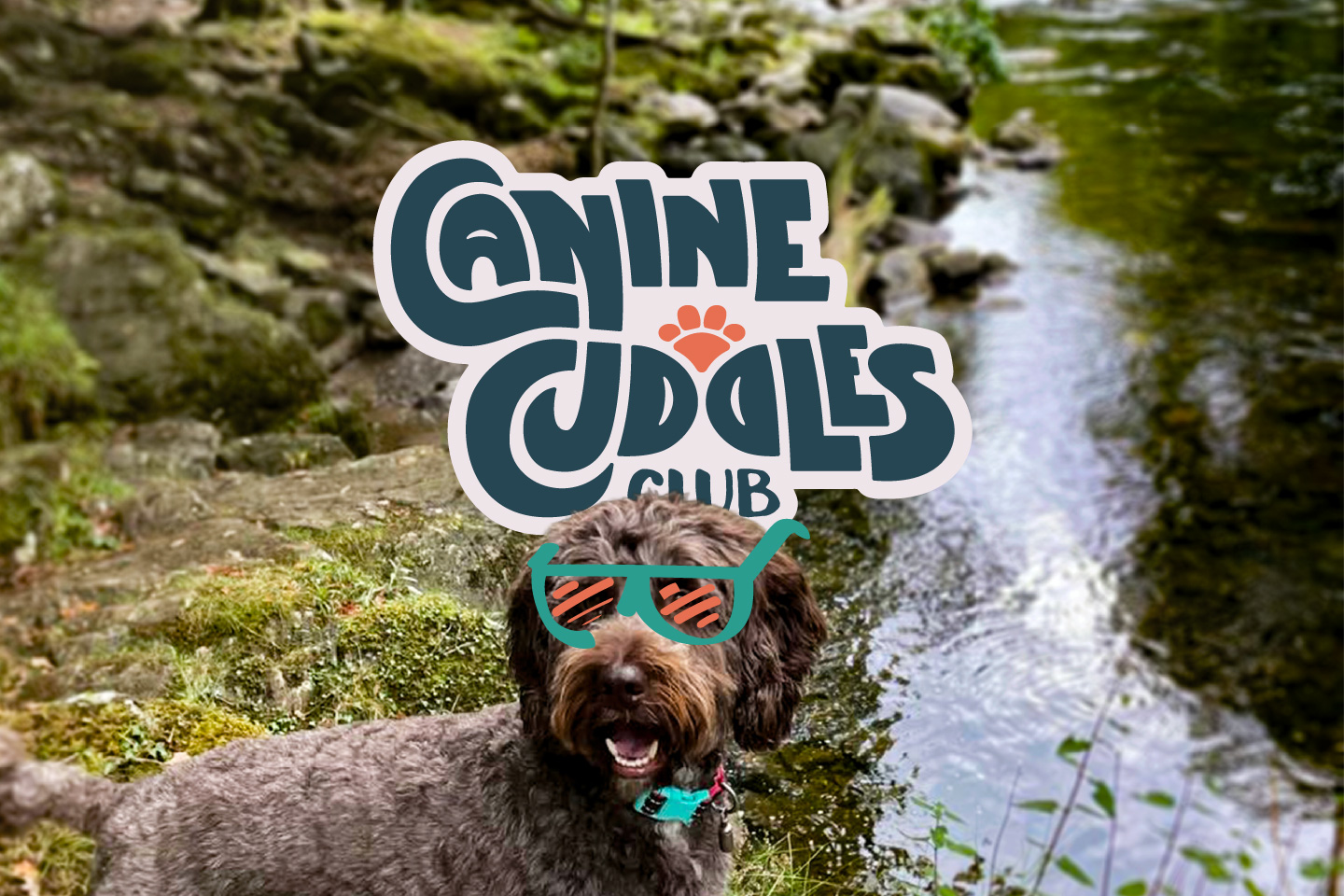 Curly brown dog standing by a mossy rocky stream with stylized sunglasses and Canine Cuddles Club text.