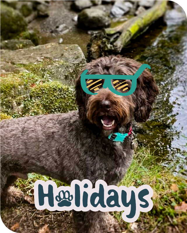 Curly-coated dog by a stream wearing cartoon sunglasses with the word Holidays below.