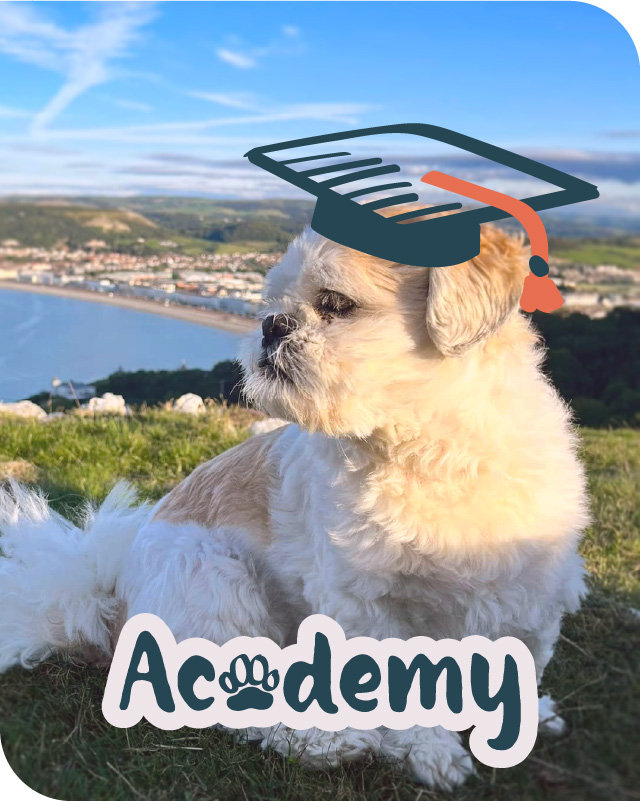 Small fluffy dog wearing a drawn graduation cap sitting on grass with landscape and coast in background.