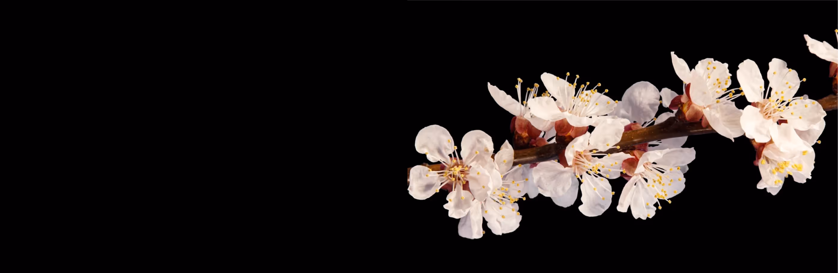 April bloom campaign