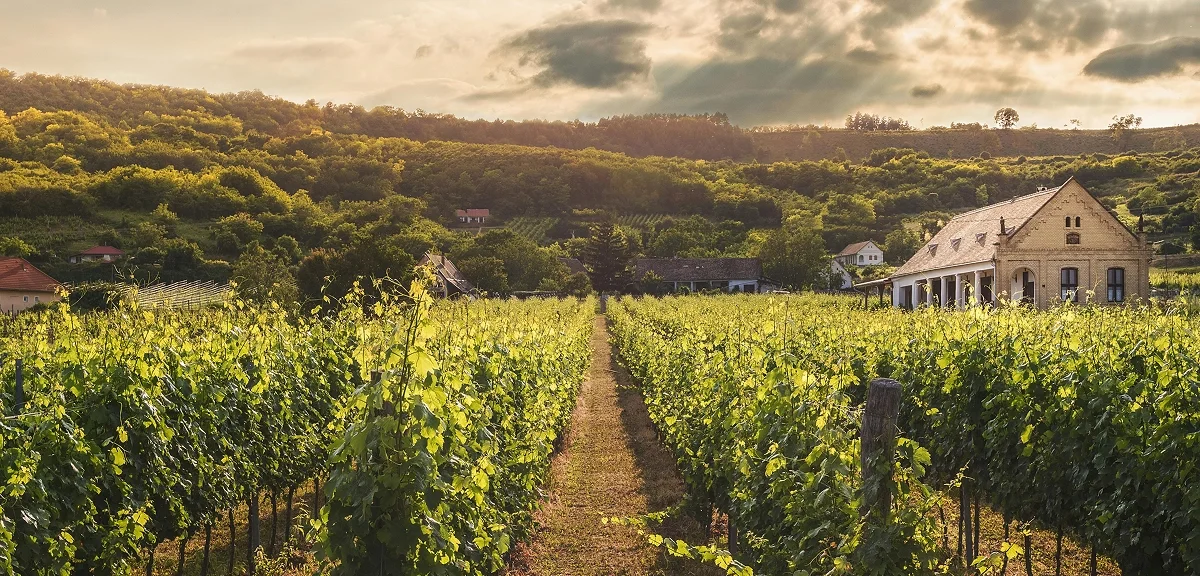 Photograph of a vineyard.