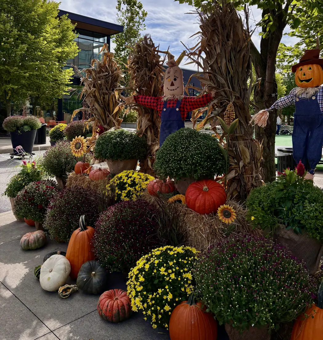 Scarecrows, pumpkins and fall mums decorating Van Aken District