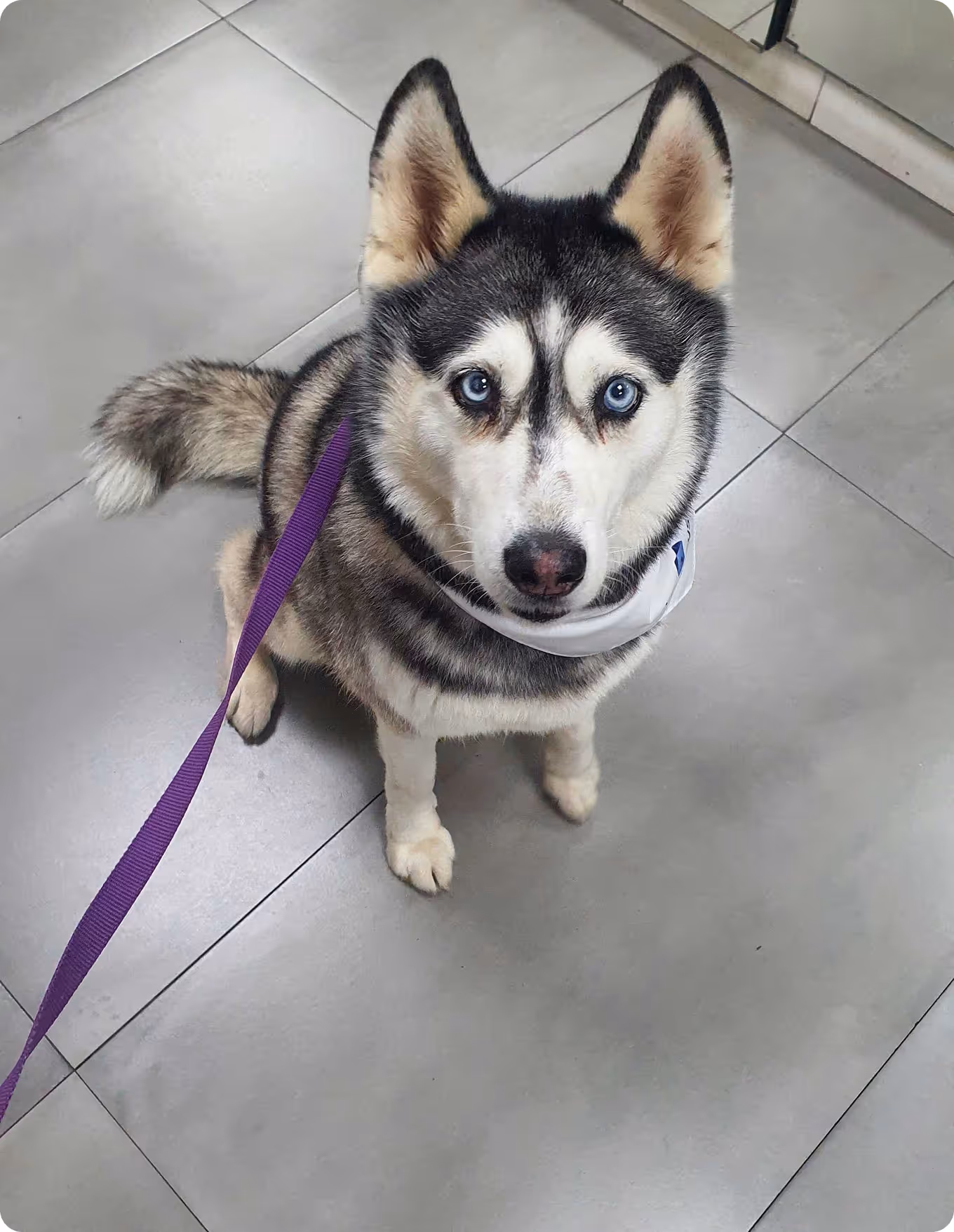 Siberian Husky with blue eyes sitting on a gray tiled floor wearing a white bandana and purple leash.