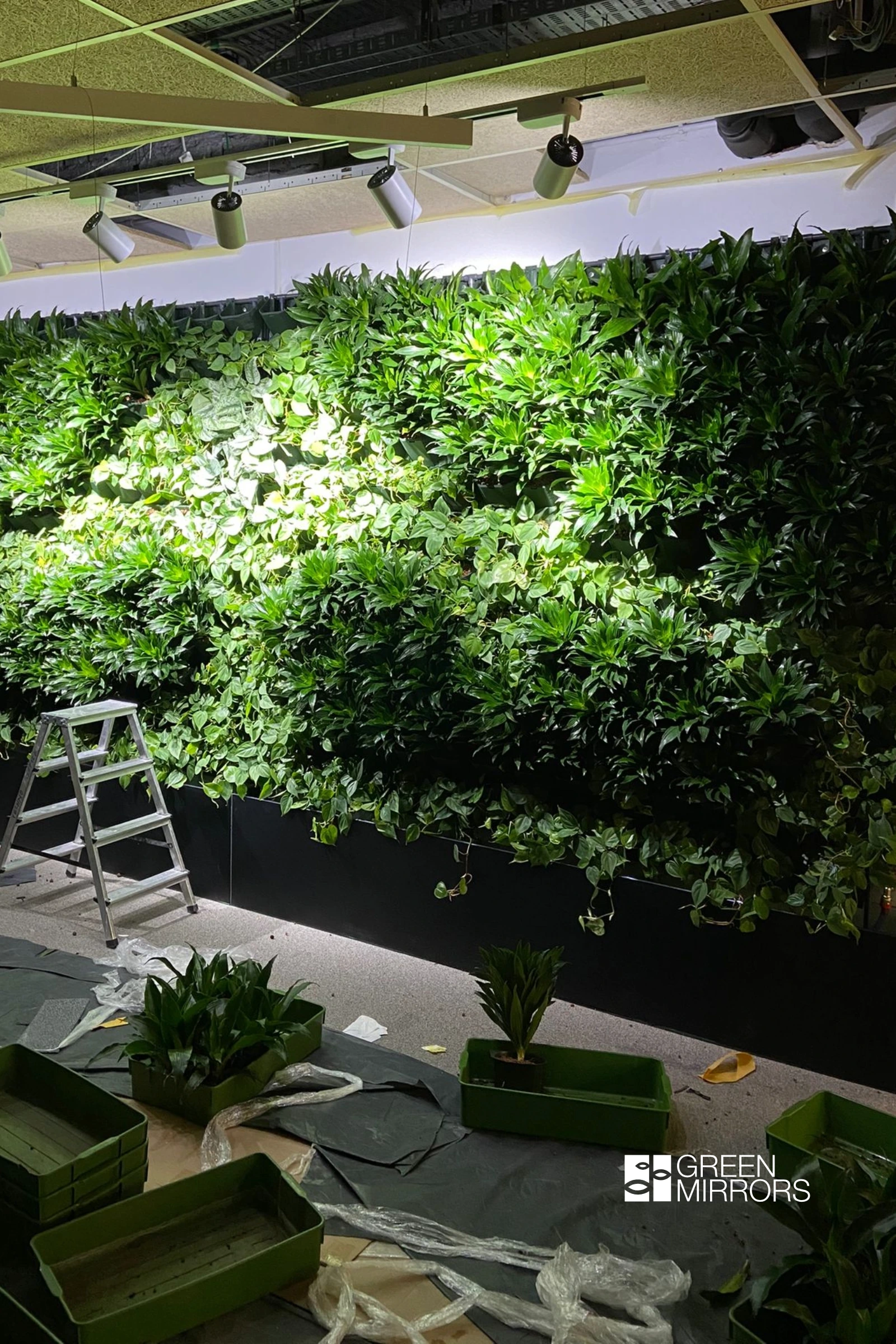 mentenanta perete verde plante interior