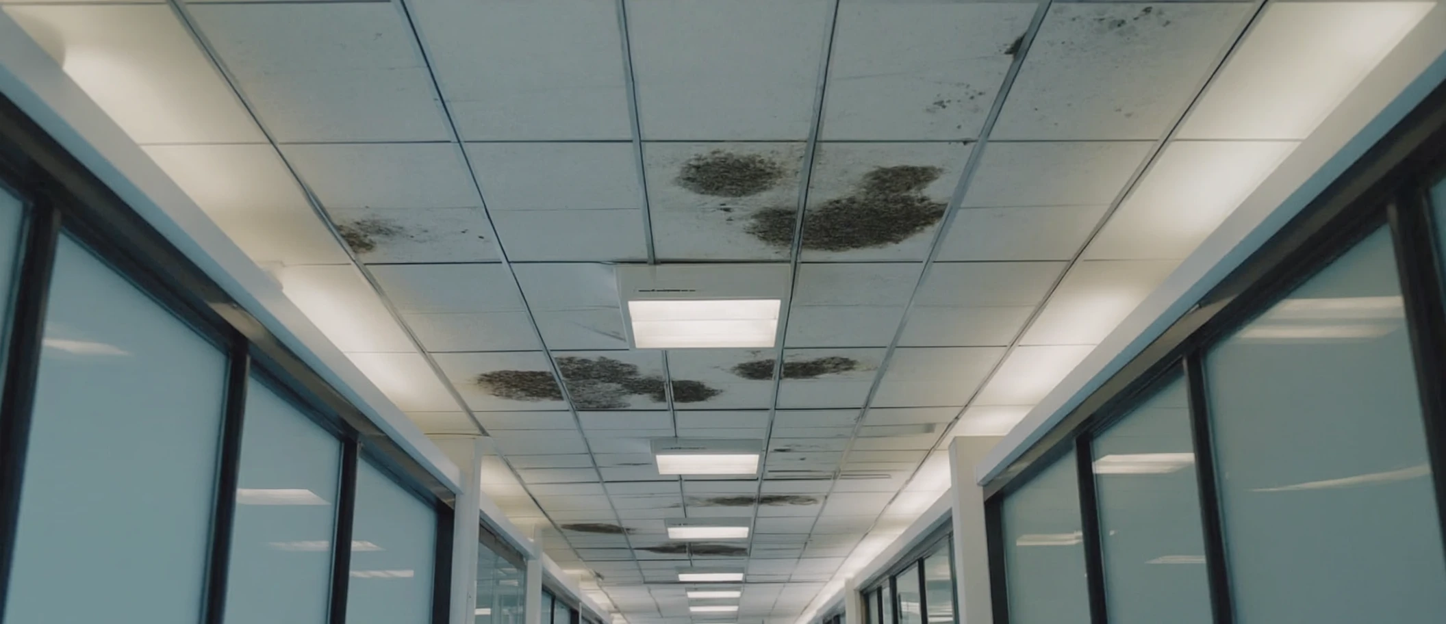 Mold growing on commercial ceiling tiles