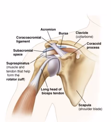 shoulder diagram