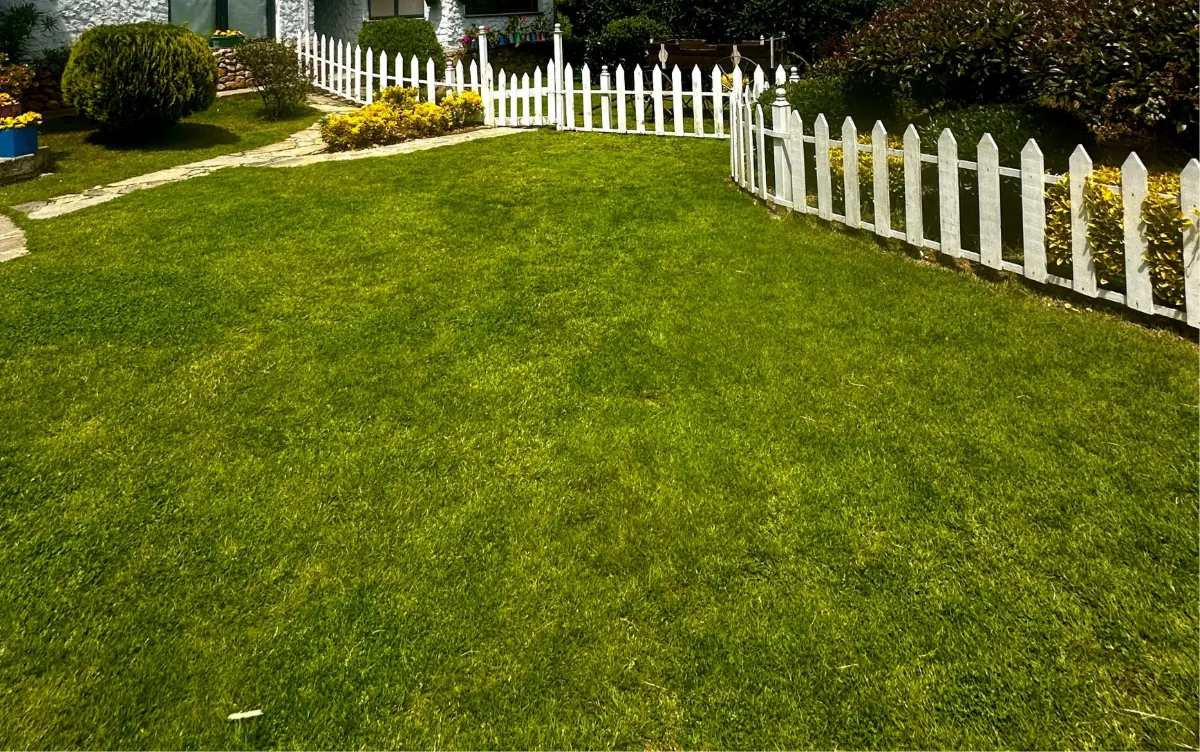 Well-maintained green lawn bordered by a white picket fence and small shrubs in front of a house.