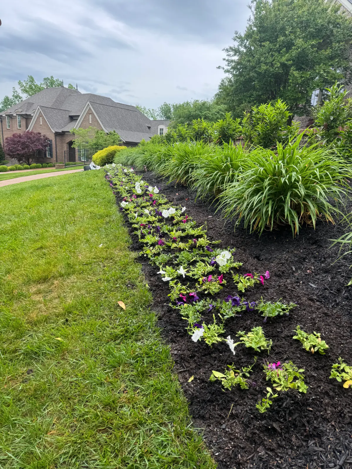 Garden bed with rows of small blooming flowers bordered by green grass, with a large brick house and trees in the background under a cloudy sky.