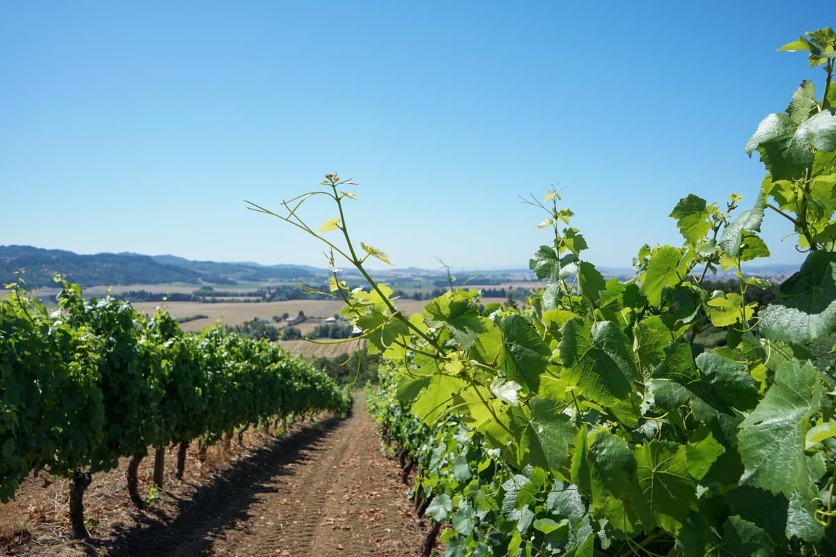 Amity Vineyards 