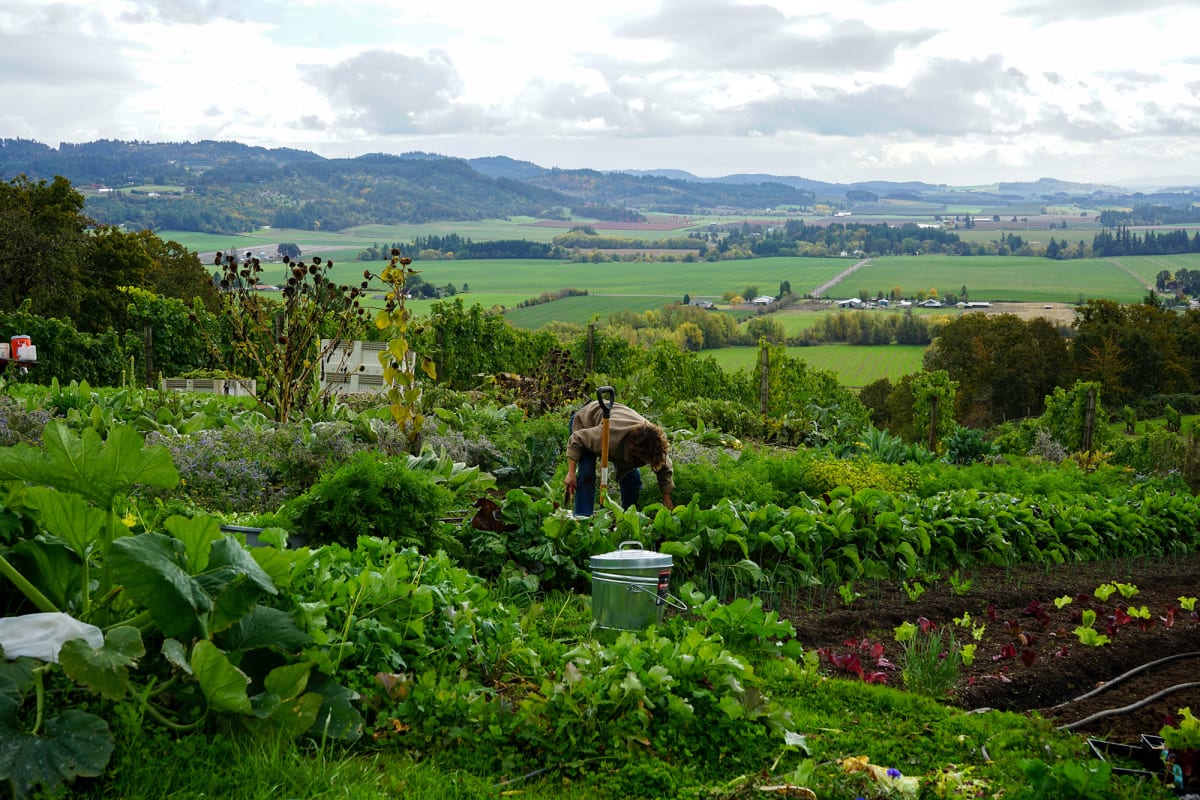 Amity Vineyards Garden