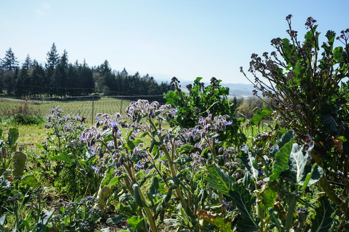 Amity Vineyards garden
