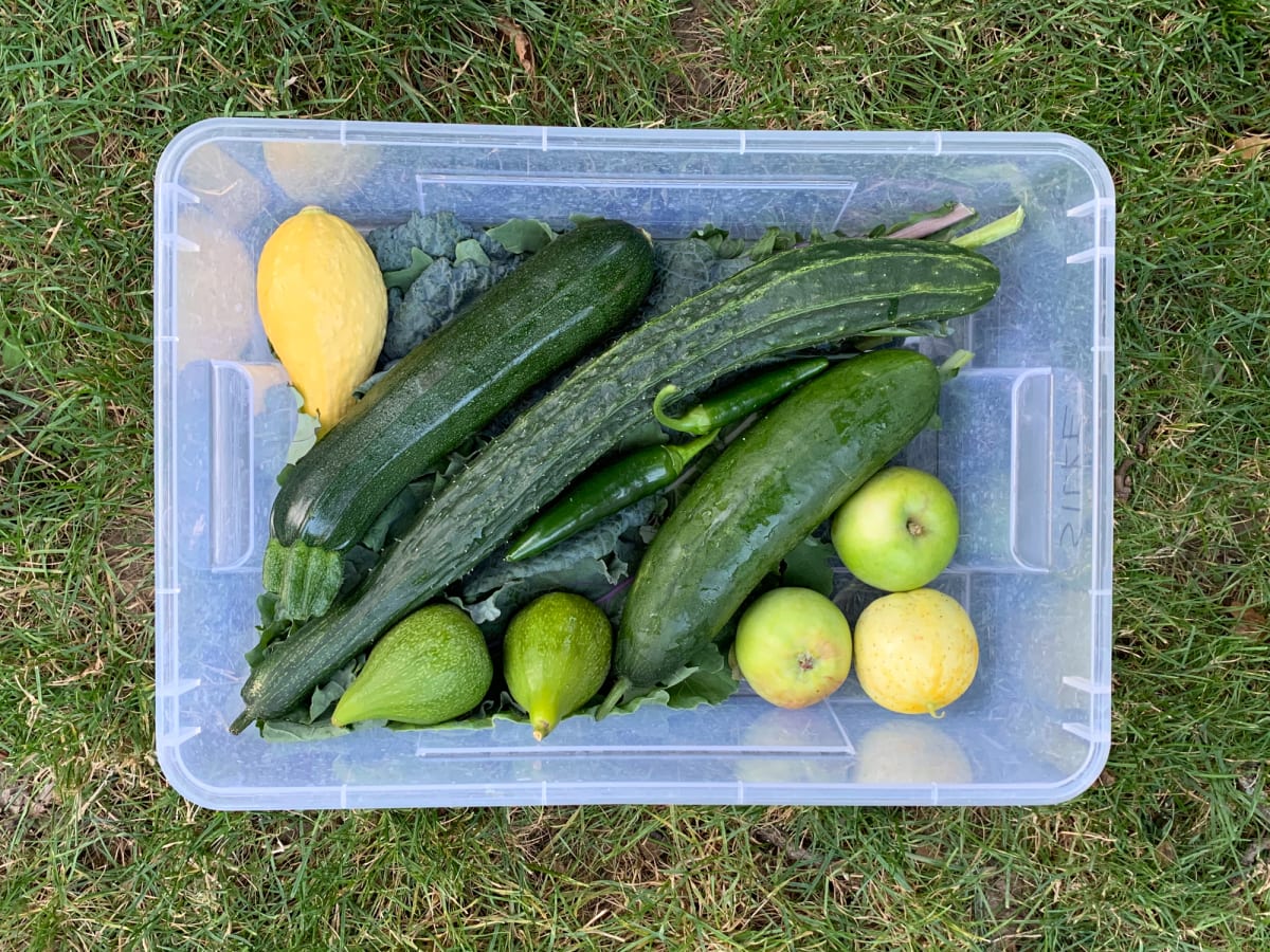 Amity Gardens CSA box