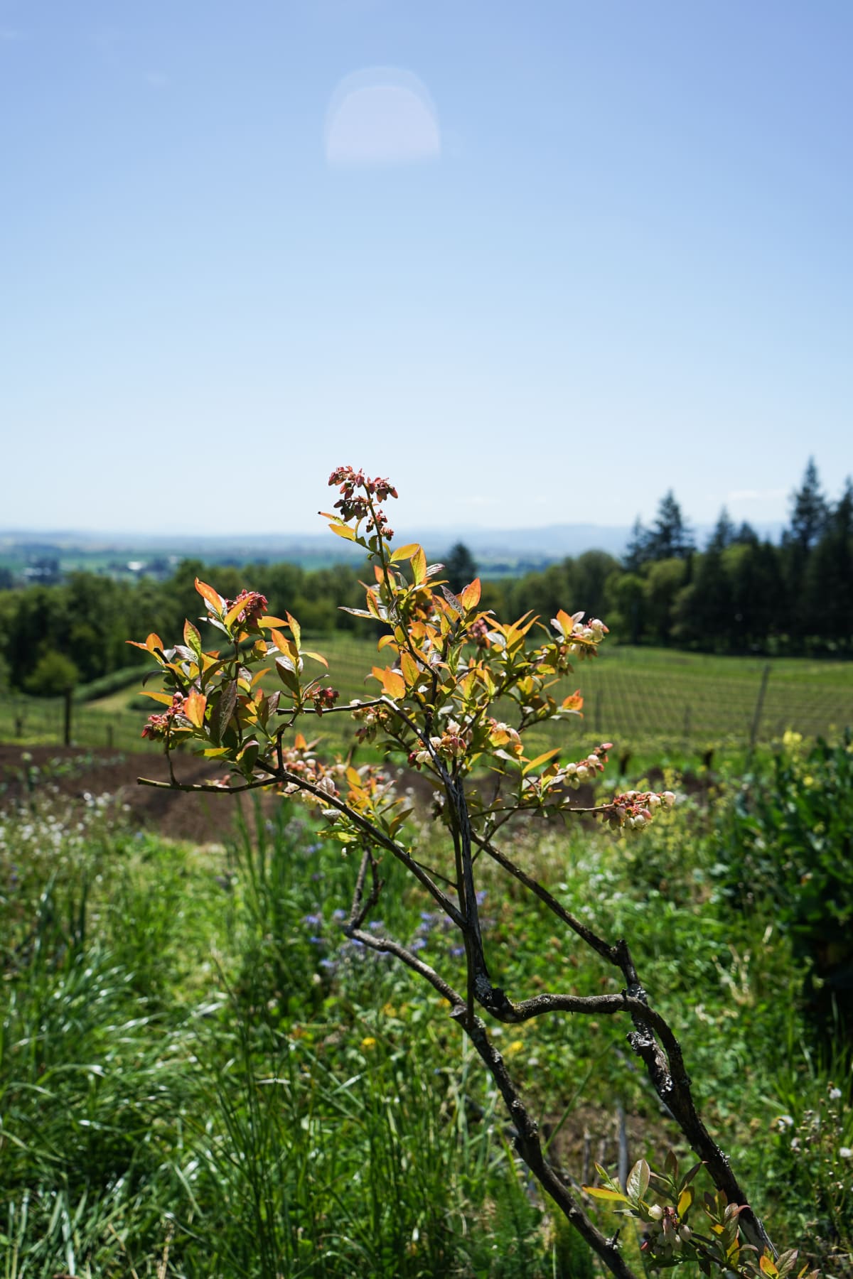 Amity Vineyards Blueberry 