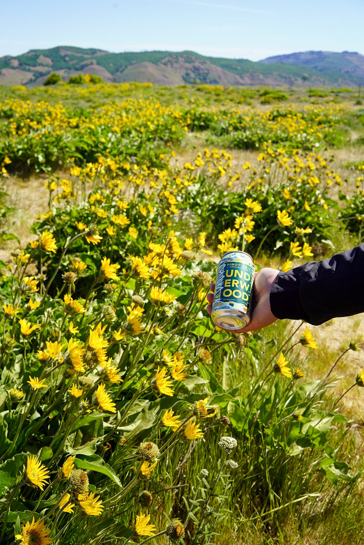 Arrowleaf Balsamroot 
