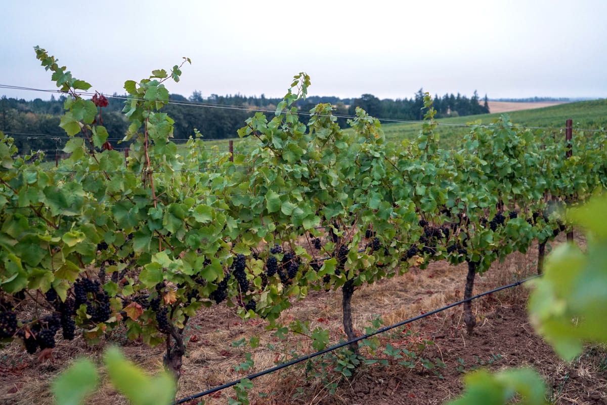 Union Wine Co. Crowe Hill Vineyard