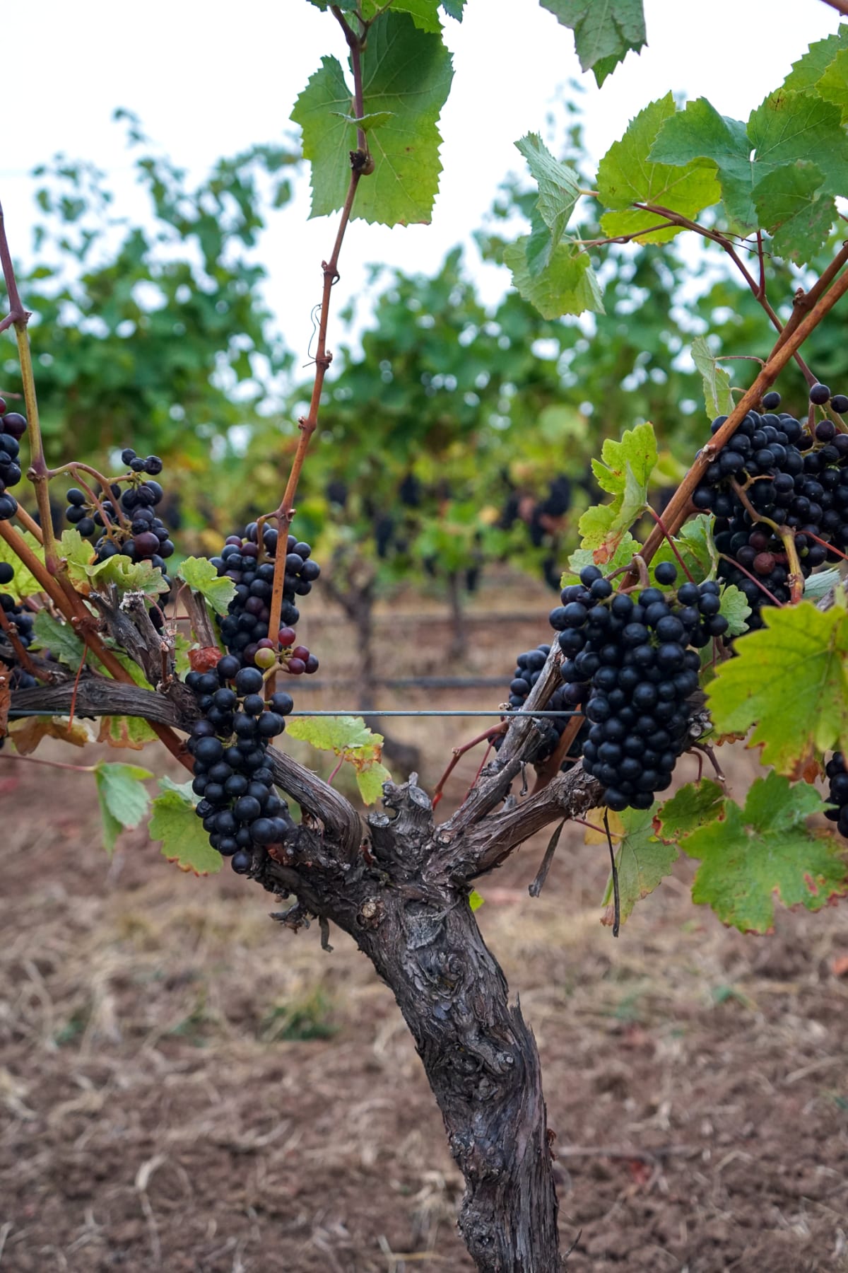 Union WIne Co. Crowe Hill