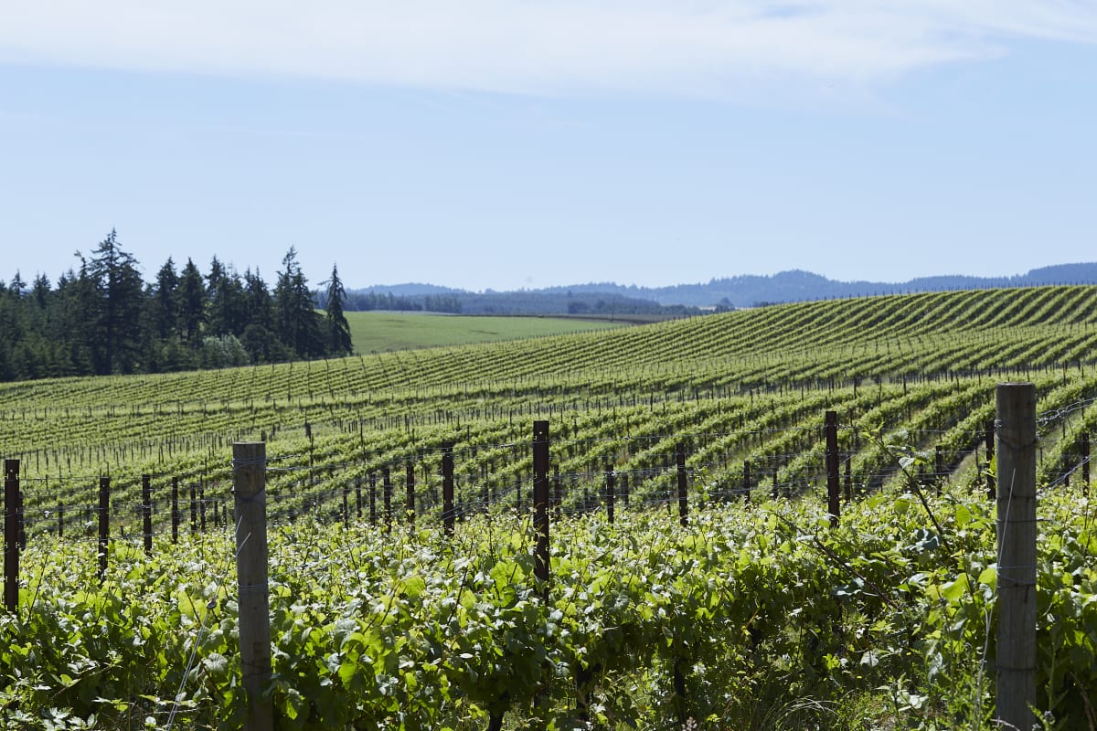 Union Wine Co. Crowe Vineyard