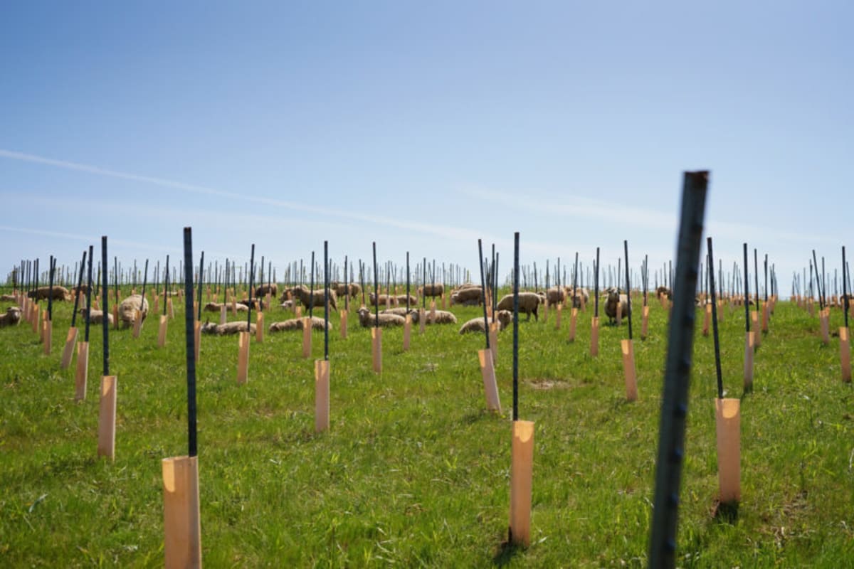 Sheep grazing at Union Wine Co. vineyard in Oregon.