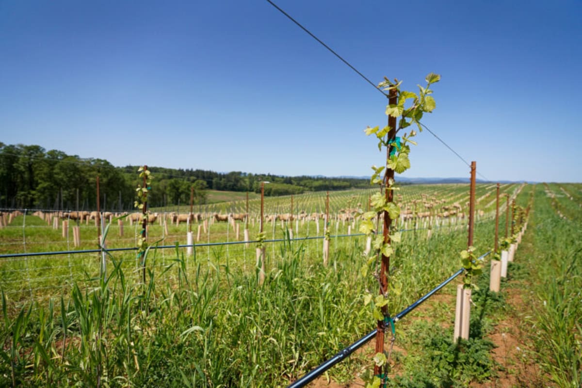 Vine growing at Union Wine Co.'s Vineyard.
